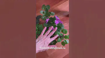 Набор 7 фиалок за 1500